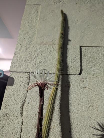 flower from bottom showing the full cactus