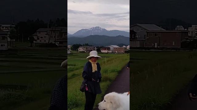 【S先生カメラ2】レン君でーす😊 #グレートピレニーズ #超大型犬 #レン #レンと遊ぼう #Shorts