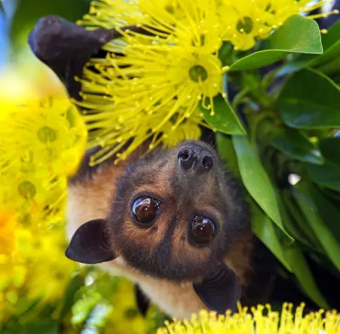 cute flying fox behind a yellow flower