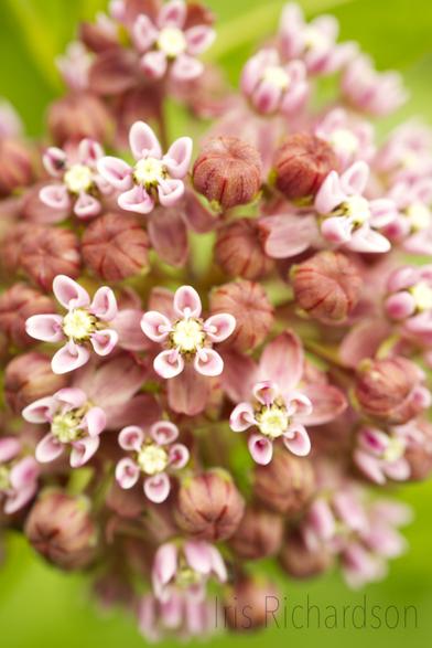 Pink wilkweed with closed and open florets macro photograph