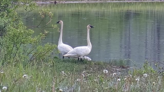 Two Trumpeter Swans looking in opposite directions. They are standing beside a nearly calm lake. A small willow shrub is just to their left and the lake shows a blurred reflection of some short greenery and some tall dead trees on the far shore. The foreground has dandelions gone to seed.