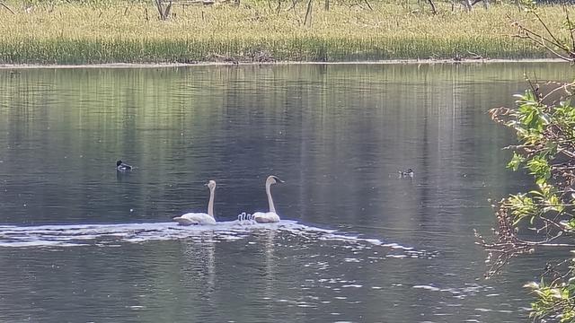 2 Trumpeter swans swimming away from me with cygnets trailing the swan on the right. In the background is the far, grass covered shore.