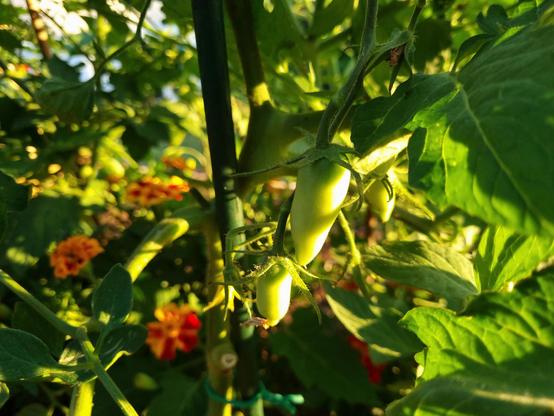 Very small unripe long tomatoes hanging from their plant.