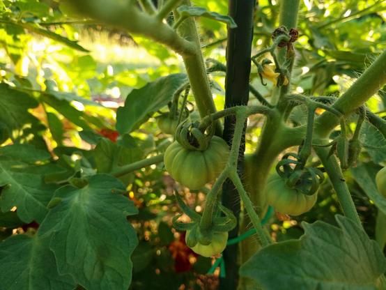 Very small unripe tomatoes hanging from their plant.