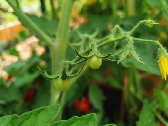 Very small unripe cherry tomatoes hanging from their plant.