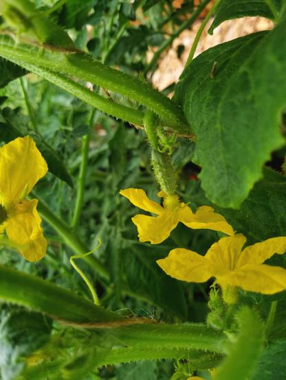 Very small unripe cucumbers growing from their yellow flowers.