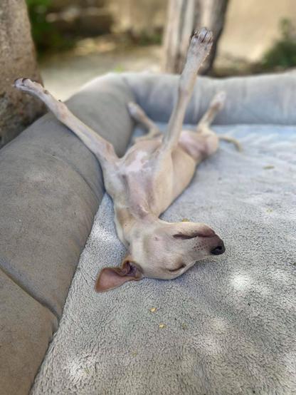 Light-coloured dog on its back on a grey dog bed.