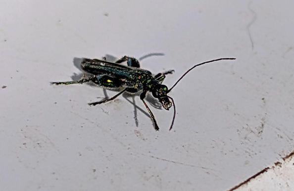A long, thin beetle with significantly.. err.. large thighs! It has a green metallic sheen, and is sitting on a white surface.
