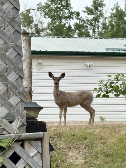 Deer having a good look at me as I take it’s pictures