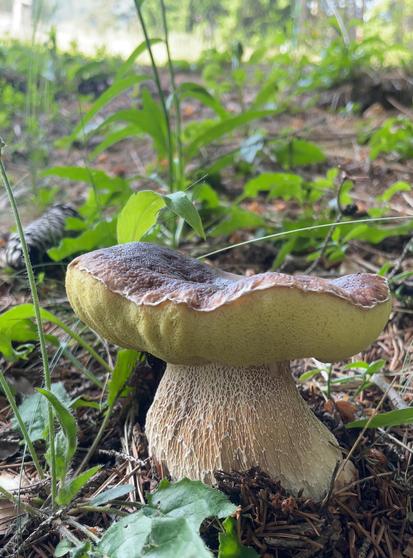 Porcino edulis giugno 2025