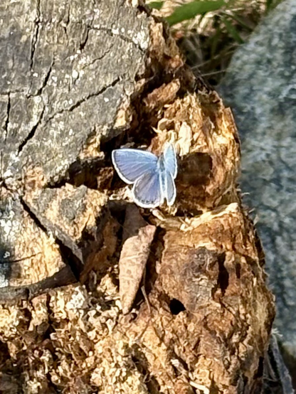 Silver blue butterfly perching on an old stump