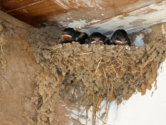 Barn swallow nest. With chicks.