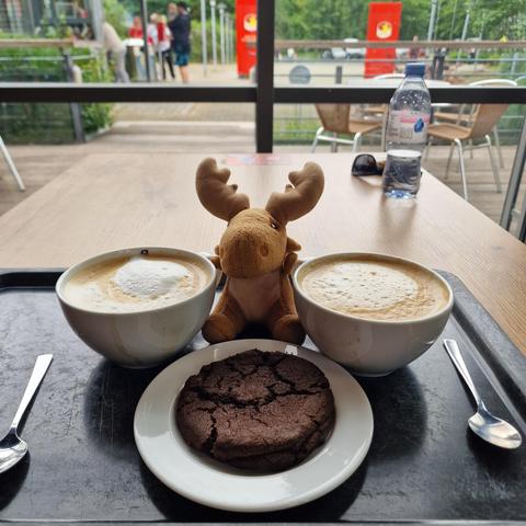Mr Moose posing with two xl cappuccino and a chocolate chip cookie, on a black tray
