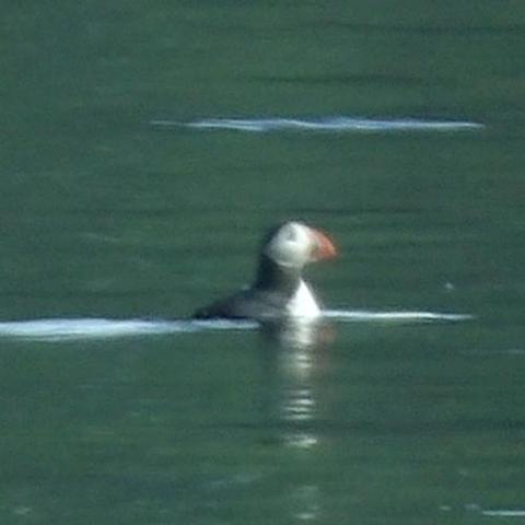 Grainy photo of a puffin swimming.