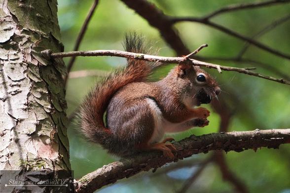 A red squirrel eating a nut on a tree branch.