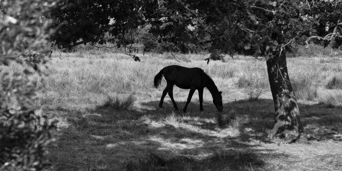Photo noir & blanc de la silhoutte d'un cheval broutant dans un pré près d'un arbre. Les feuilles de l'arbre et d'un autre arbuste décore les bords du cadre.