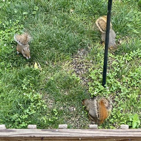 Three squirrels foraging for spilled birdseed beneath a bird feeder pole in a grassy backyard, with patches of clover and a wooden fence at the bottom edge.