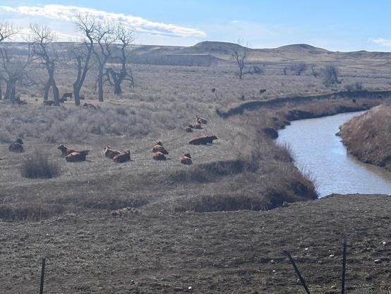 Cattle lounging in a dry pasture in Valley County, Montana, June 12, 2025.