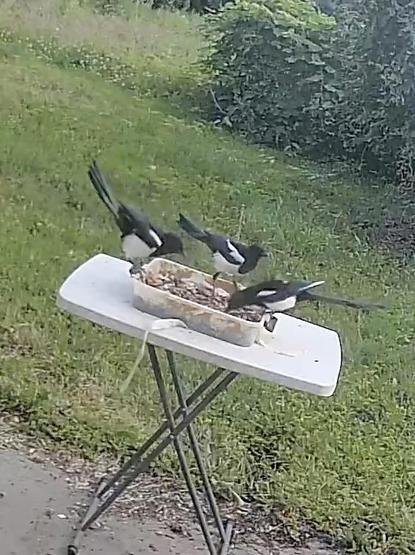 Two female and one male magpie standing at my feeder box, the two female magpies trying to get the male magpie to feed them as part of their courting ritual.