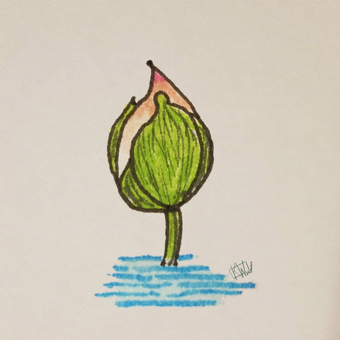 Ink drawing of a pink water lily bud, about to bloom.