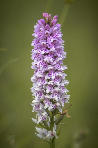 This is a close-up of an orchid with delicate, densely arranged blossoms. The petals are predominantly white, adorned with intricate purple markings, creating a striking contrast. The tall, cylindrical shape of the flower adds to its elegance, standing out against the soft, blurred green background