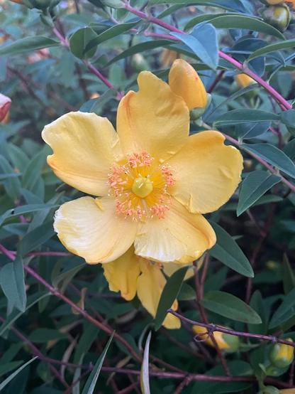 A close-up of a single gorgeous yellow flower in the middle of a full bush covered in yellow flowers, all lit by rich evening light. Plant ID called it Hypericum, or St. John's wort.