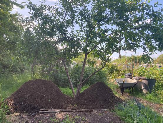 Two piles of home made compost either side of a plum tree on an allotment plot. Beyond the tree is a mini wall of comfrey which will be cut once it has stopped flowering. A selection of lidded dustbins are being used to store tapped water and allow it to chlorinate off. A wheelbarrow is next to the bins. The plot is surrounded by greenery. Trees and a hedge are to one side with trees in the distance. The compost piles are in the shady side of the plot. Sunshine hits the other side.