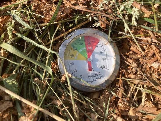 A compost thermometer is in the red zone marked hot. The temperature is almost hitting 58°C. Grass and wood shavings make up the outer layer of the compost pile which the thermometer has been placed into.