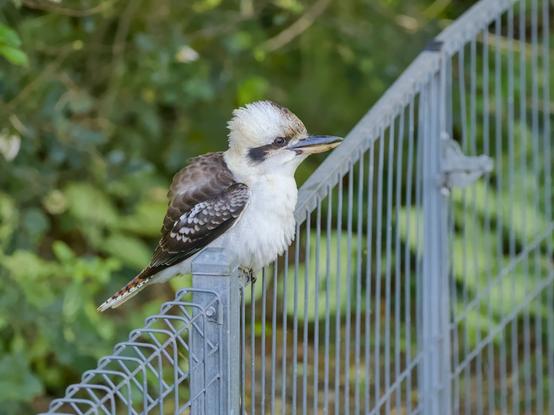 A Kookaburra, sitting on a wire fence in a backyard, framed by greenery