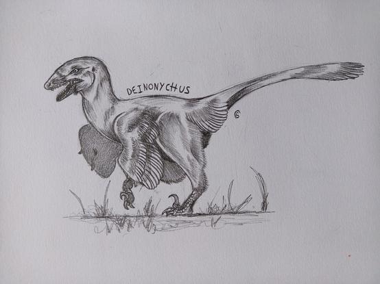 Deinonychus