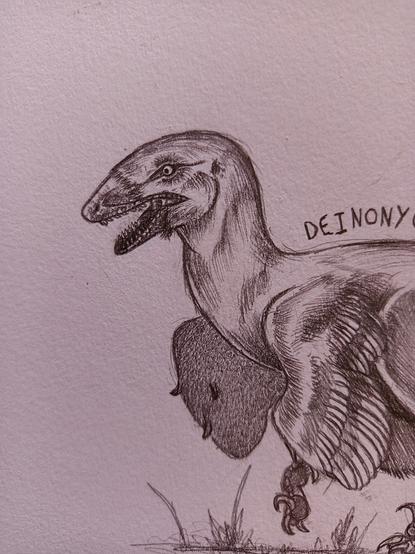 Head