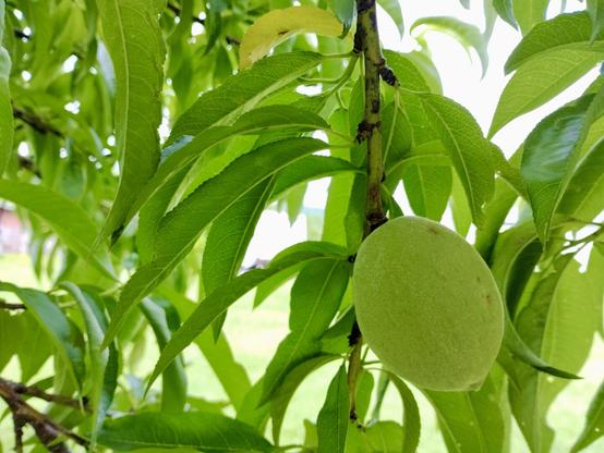A new peach start hangs on a tree branch. The fuzzy fruit is still small, not much bigger than the pit inside. Just right of center, this stone fruit is as green as the leaves that surround it. Shot from under the tree canopy with a Light Phone III.