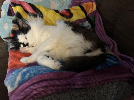 A black and white kitty napping on his side curled up on his fleecie couch nest. His one and only back foot is tucked by his nose, pink toes showing. His floofy tummy, unencumbered by an extra leg, is visible. He has a short tail puff.