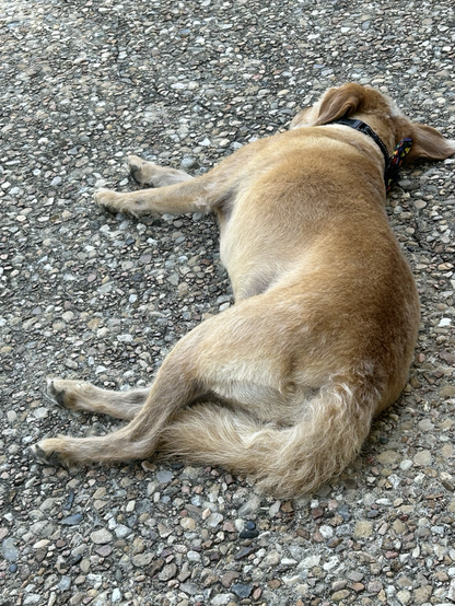 A tan dog lies on the pebbled concrete slab of my rear porch