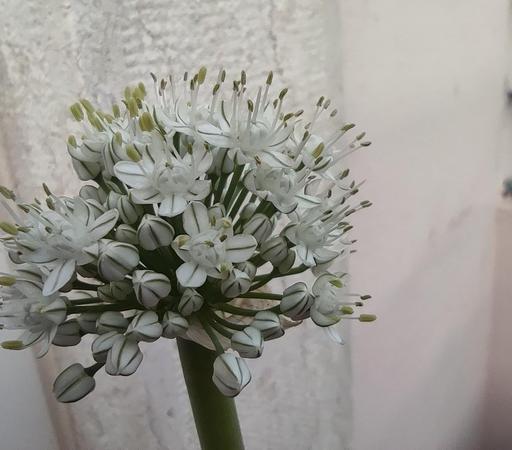Flor de cebola (a planta, não o prato cozinhado). A flor é, na verdade uma inflorescência, um conjunto de pequenas flores.