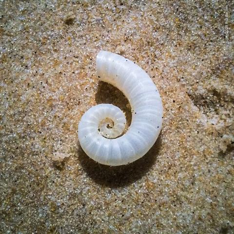 A small, translucent white, shell-like open spiral lying on the sand at the beach. It looks like a ram's horn, which is its common name, but it's not a shell. it's the internal buoyancy organ from a deep-sea squid, Spirula.