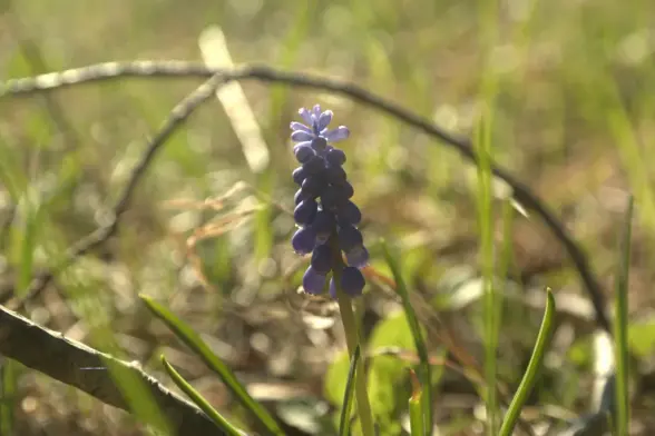 Close up of a Grape Hyacinth.