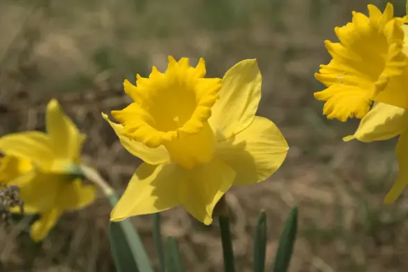 Daffodils in the Spring Sun.