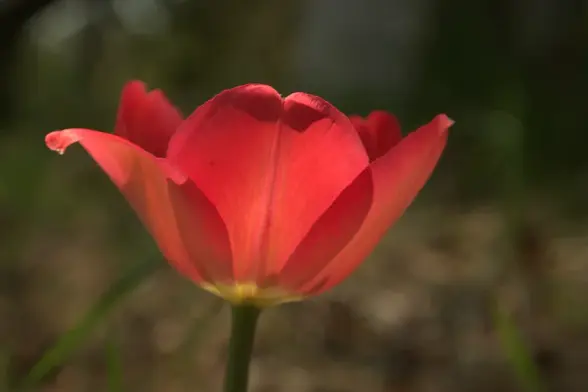 Poppy with Sunlight making it glow.