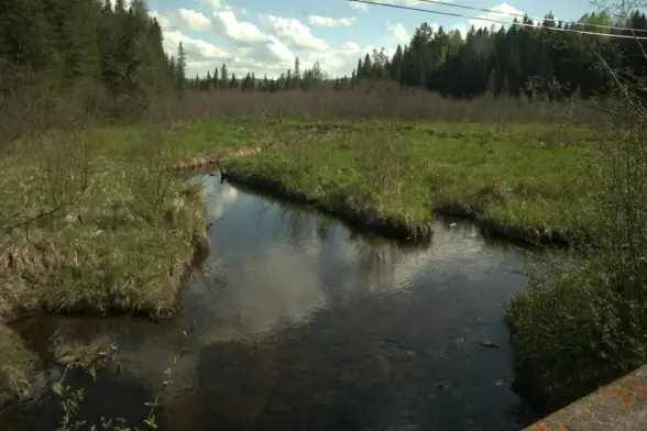Small creek in a wetland area