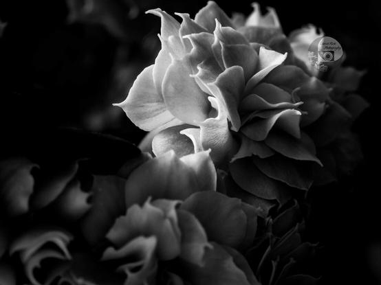 a black and white macro photo take by rayne of a kalanchoe flower, showing the delicate folds of its petals in dramatic chiaroscuro