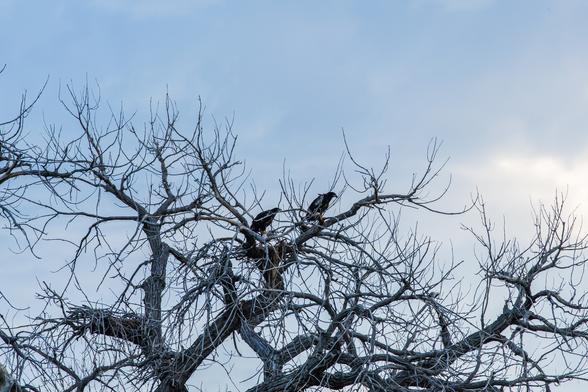 Two bald eagle fledglings on a leafless tree