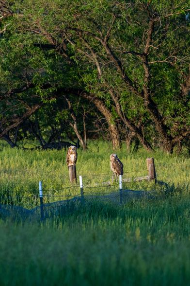 Two juvenile great horned owls perched on posts in a green field with trees in background