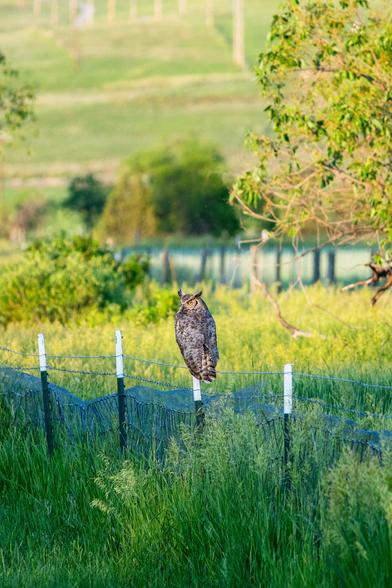 A great horned owl perched on a fence post in a grass field
