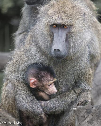 An olive baboon clutching her young