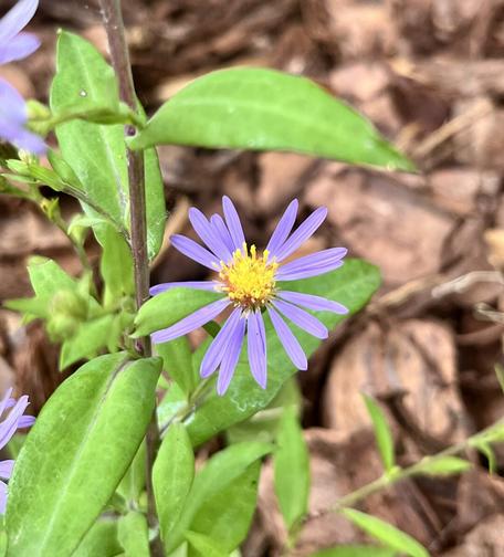 A small purple aster bloom with a yellow center.