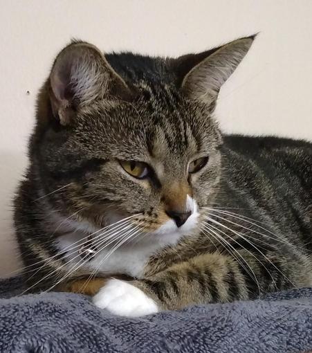 A little tabby cat, named Pax, is lying on a grey towel on top of a desk cabinet.  She is very sleepy.  Her amber-colored eyes are half closed.  Her long white whiskers flow down beautifully from her face.  Underneath them is one striped foreleg with a tiny white mitten.