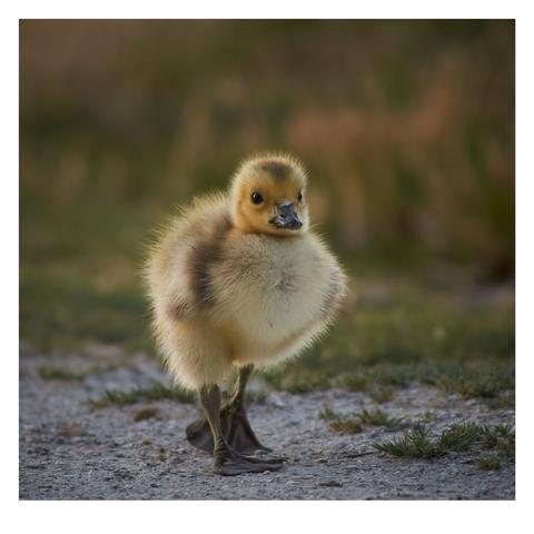 A fluffy gosling stands on a gravel path, surrounded by soft green grass. The bird has light brown and yellow feathers and a curious expression.
