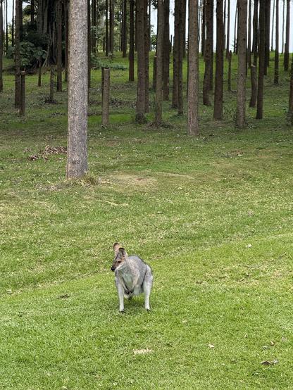 A female wallaby sits on green grass with forest behind her