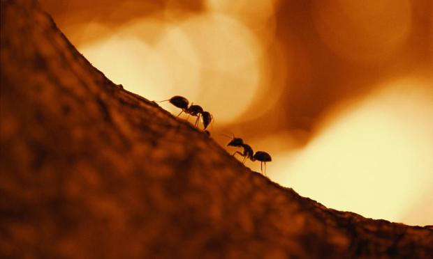 Dos hormigas, en una imagen de archivo (Darren Robb vía Getty Images)